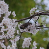 桜はご馳走