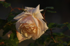薔薇　1