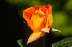 4月の薔薇　2　芝浦中央公園
