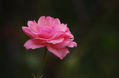 薔薇　1