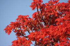 紅葉　3　旧浜離宮庭園　１２月初旬