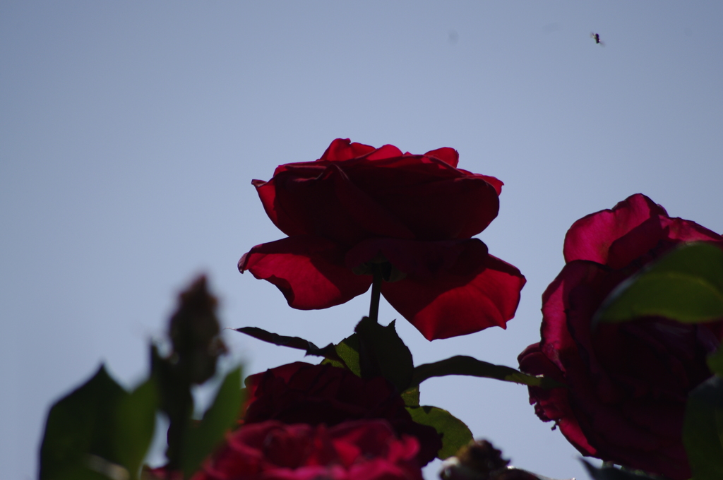 薔薇　5