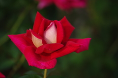 薔薇　15