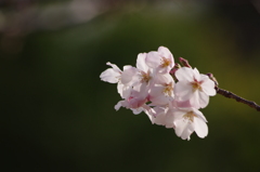 桜　3