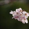 桜　3