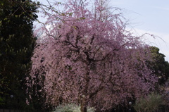 枝垂桜　
