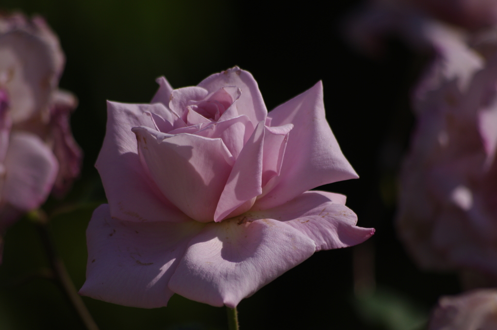 薔薇　10