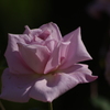 薔薇　10