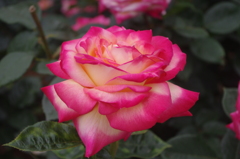 薔薇　3　芝浦中央公園