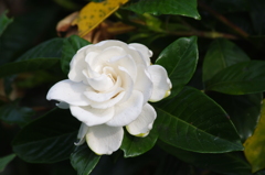 お前のような花だった・・・・・　芝浦中央公園　６月下旬