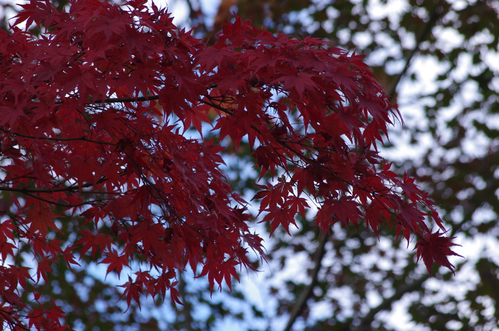 紅葉　