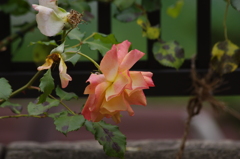 薔薇　1