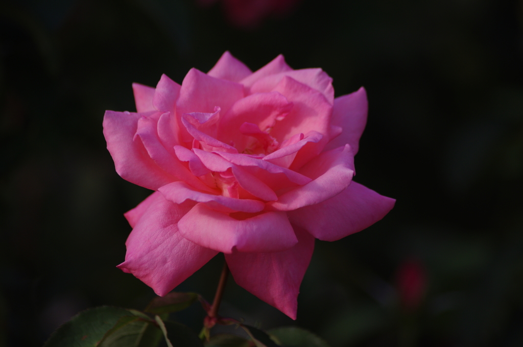 薔薇　18