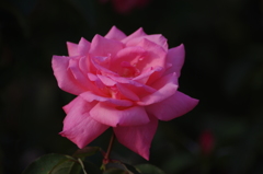 薔薇　18