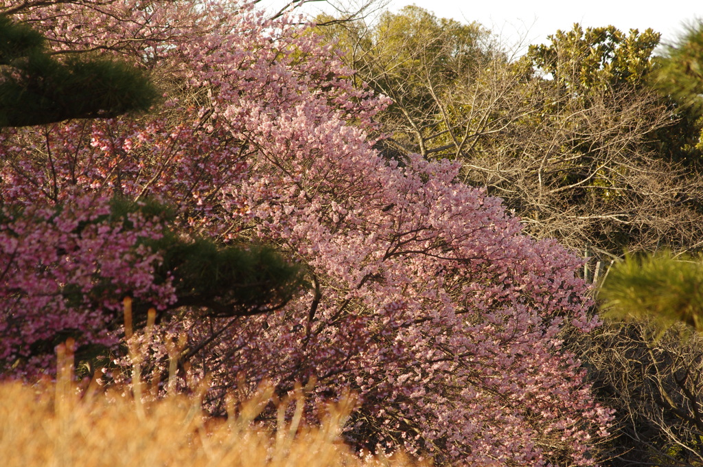 一足早い春景色　皇居東御苑　２月