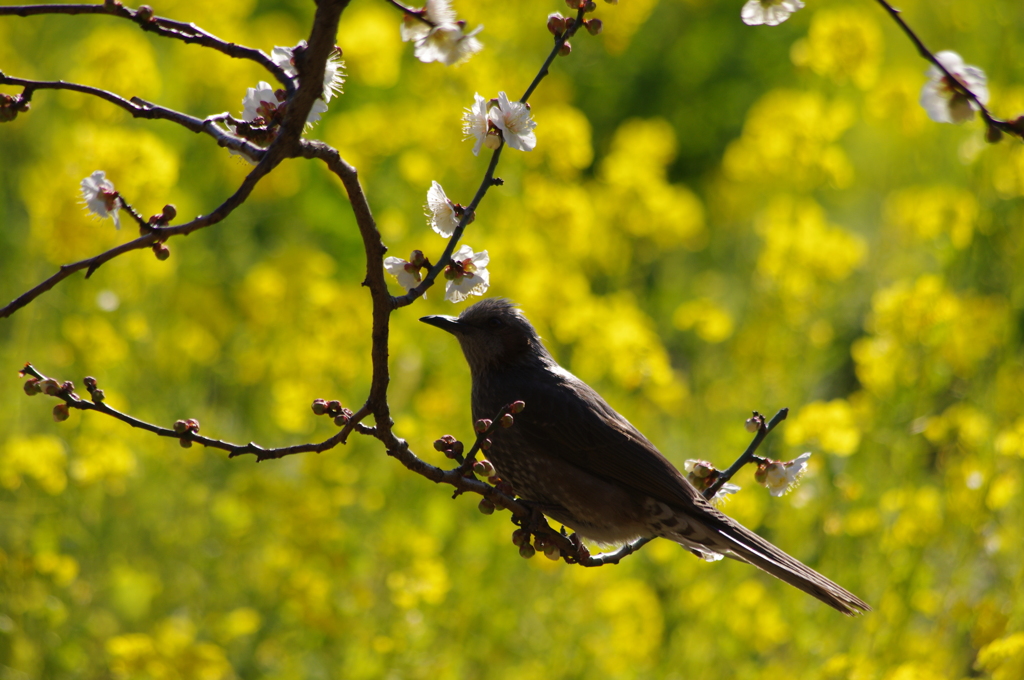 白梅とヒヨドリ・・・菜の花畑の前にて