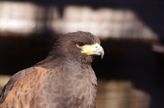 明けましておめでとうございます　縁起物の鷹です　上野動物園