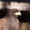 明けましておめでとうございます　縁起物の鷹です　上野動物園