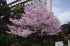 戸山公園　桜　1