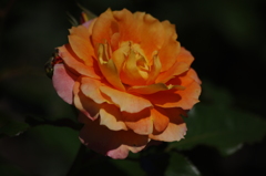 薔薇　11