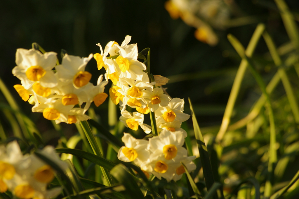 夕日を浴びる水仙　旧芝離宮庭園