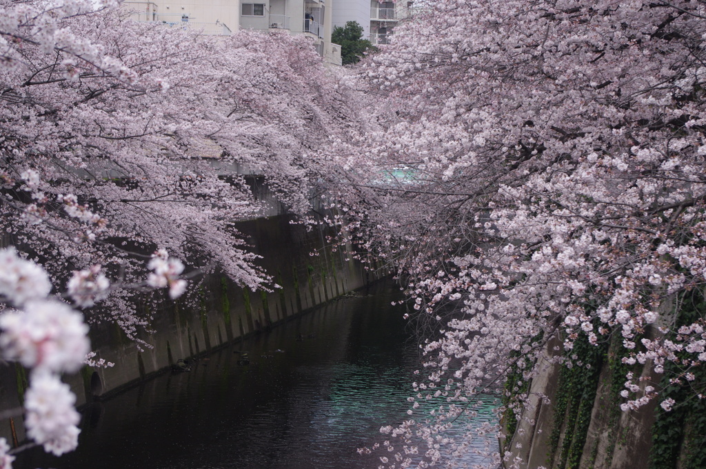 桜　神田川　3