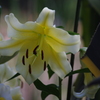 リリー2　日比谷公園　７月上旬