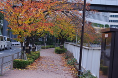 紅葉と遊歩道