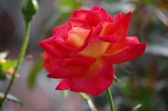 芝浦中央公園　６月　薔薇　8