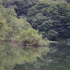 風景　2　三宝寺池　９月