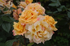 薔薇　7　芝浦中央公園