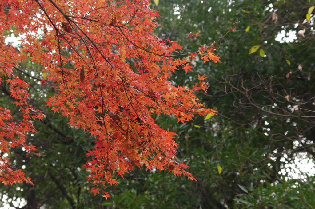 紅葉　6