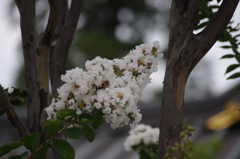 芝公園　白い百日紅　８月