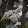 芝公園　白い百日紅　８月