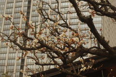 白梅　芝浦中央公園　2月
