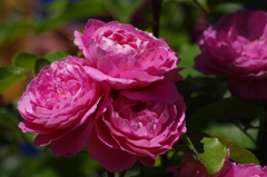 薔薇　3