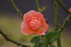 薔薇　1