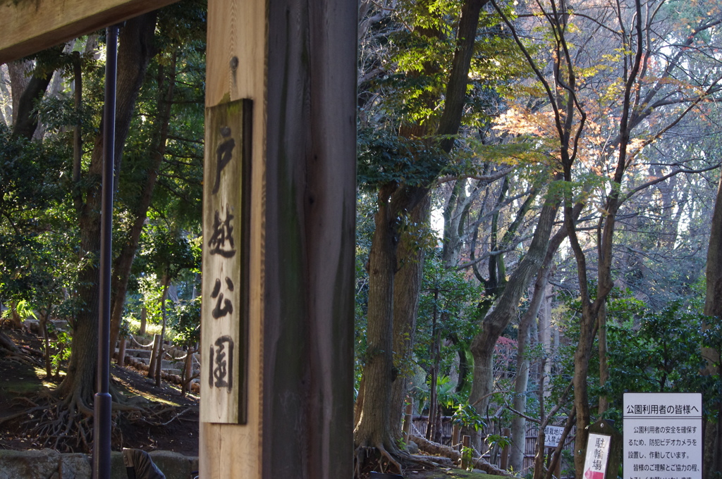 地元に溶け込む名園　戸越公園　１２月中旬
