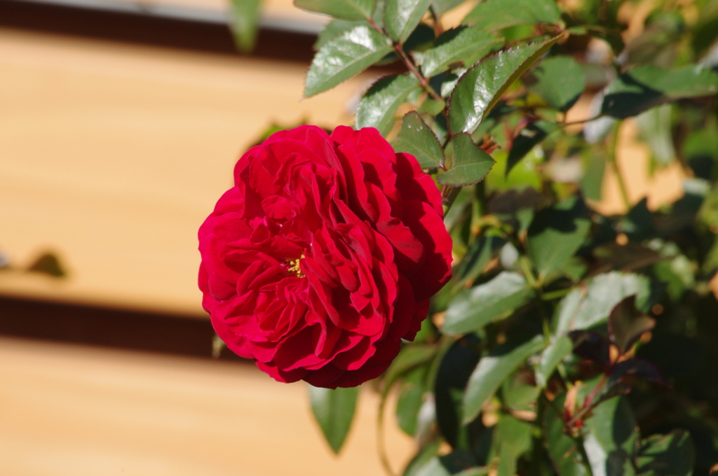 薔薇　2