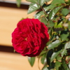 薔薇　2