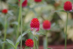芝公園　花壇　2　８月