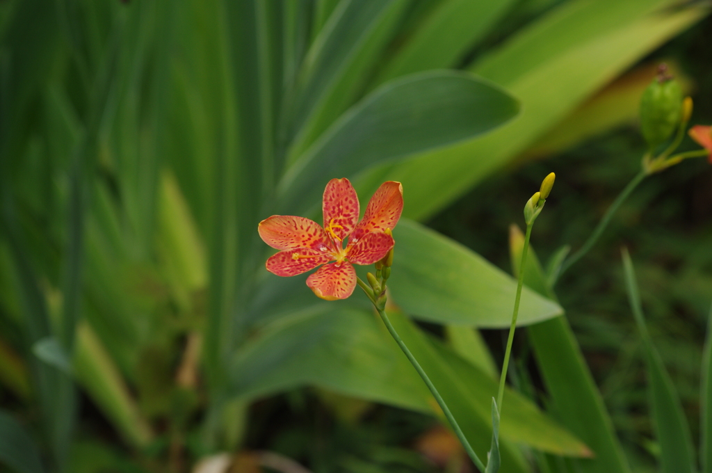 園内の花　3