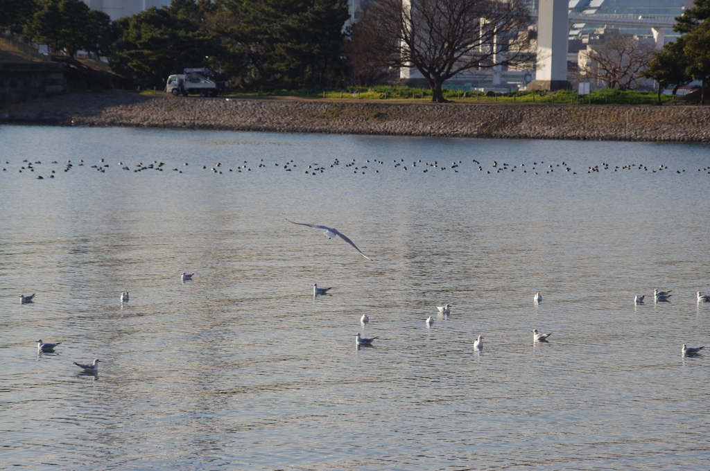 カモメ　1　お台場　１月