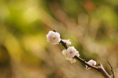 菜の花の隣の梅　旧浜離宮庭園