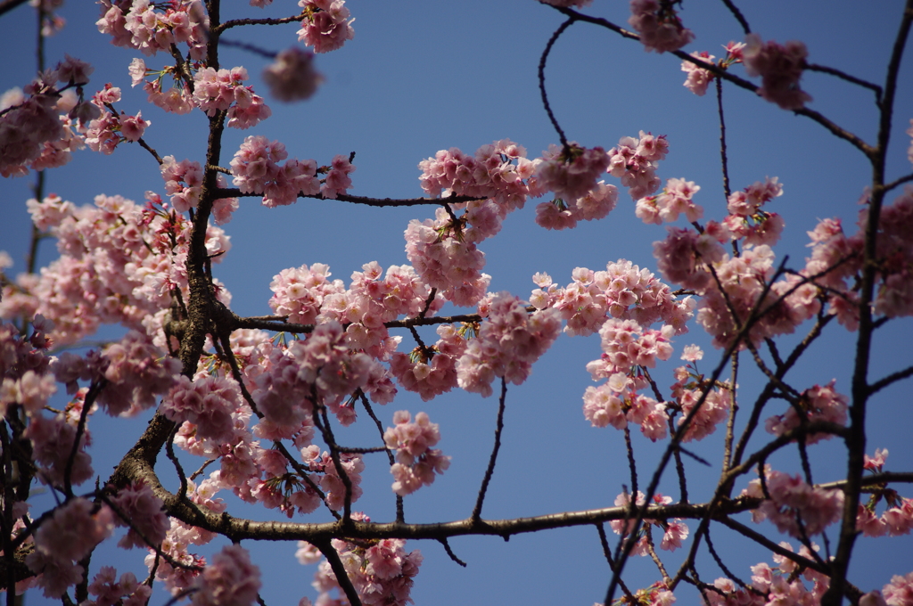 大寒桜　1　上野公園