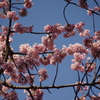 大寒桜　1　上野公園