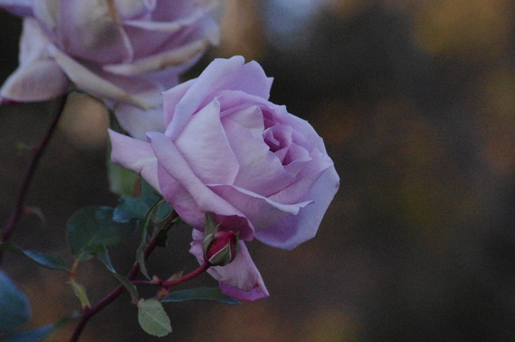 薔薇　2