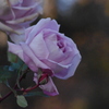 薔薇　2