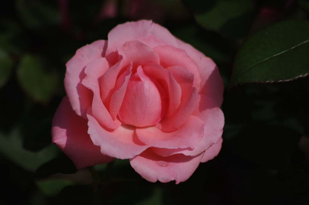 薔薇　3