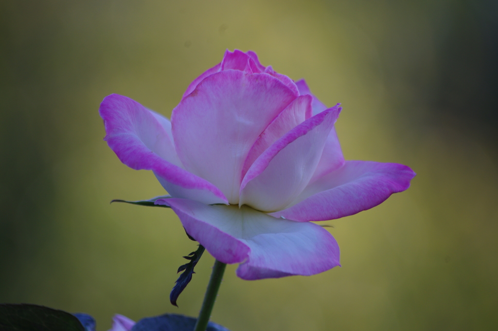 薔薇　12　山下公園　１０月